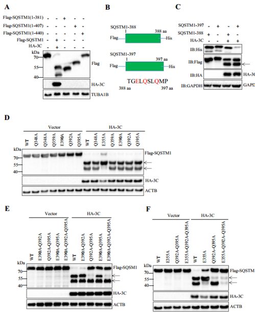 華中農(nóng)業(yè)大學(xué)近期農(nóng)業(yè)科學(xué)研究與試驗(yàn)發(fā)展新進(jìn)展