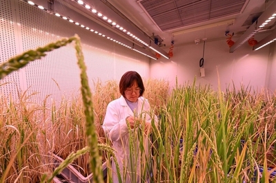 我國種業(yè)安全的風(fēng)險(xiǎn)審視與農(nóng)業(yè)科技創(chuàng)新的發(fā)展路徑